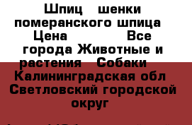 Шпиц - шенки померанского шпица › Цена ­ 20 000 - Все города Животные и растения » Собаки   . Калининградская обл.,Светловский городской округ 